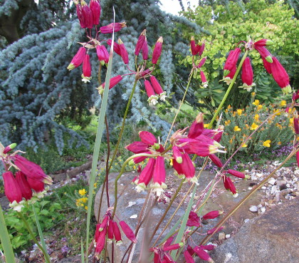 Dichelostemma ida-maia 